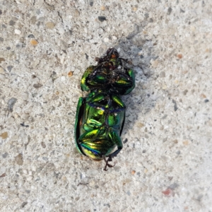 Lamprima aurata at Garran, ACT - 31 Dec 2022 05:35 PM