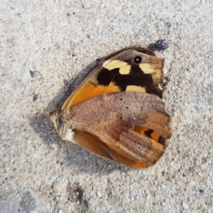 Heteronympha merope at Garran, ACT - 31 Dec 2022