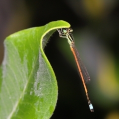 Ischnura aurora (Aurora Bluetail) at Wellington Point, QLD - 27 Nov 2022 by TimL
