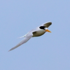 Sternula nereis (Fairy Tern) at Wallagoot, NSW - 26 Dec 2022 by KylieWaldon