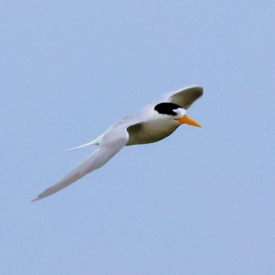 Sternula nereis (Fairy Tern) at Wallagoot, NSW - 26 Dec 2022 by KylieWaldon