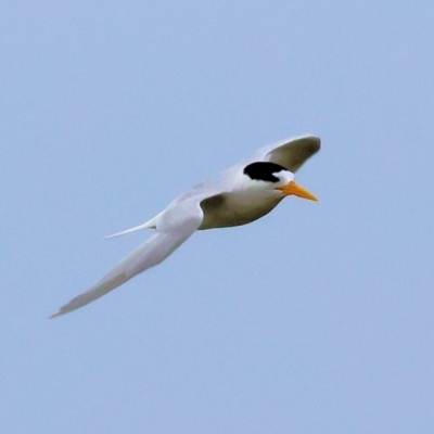 Sternula nereis (Fairy Tern) at Wallagoot, NSW - 25 Dec 2022 by KylieWaldon