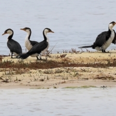 Microcarbo melanoleucos (Little Pied Cormorant) at Wallagoot, NSW - 25 Dec 2022 by KylieWaldon