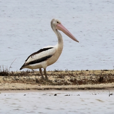 Pelecanus conspicillatus (Australian Pelican) at Wallagoot, NSW - 25 Dec 2022 by KylieWaldon