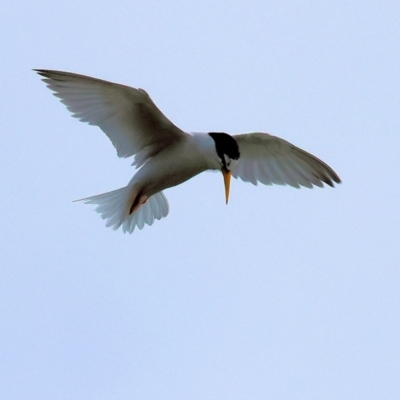 Sternula albifrons (Little Tern) at Wallagoot, NSW - 25 Dec 2022 by KylieWaldon