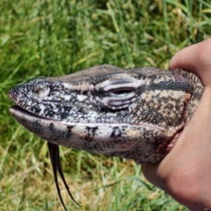 Varanus rosenbergi at Watson, ACT - 11 Dec 2022