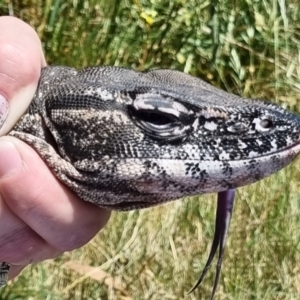 Varanus rosenbergi at Watson, ACT - 11 Dec 2022