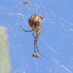 Theridion sp. (genus) (Tangle-web spider) at O'Connor, ACT - 26 Dec 2022 by ConBoekel