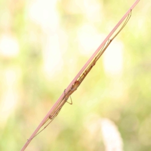 Tetragnatha sp. (genus) at O'Connor, ACT - 26 Dec 2022