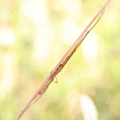 Tetragnatha sp. (genus) (Long-jawed spider) at O'Connor, ACT - 25 Dec 2022 by ConBoekel