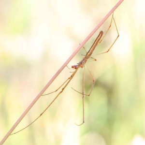 Tetragnatha sp. (genus) at O'Connor, ACT - 26 Dec 2022