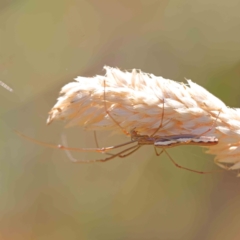 Tetragnatha sp. (genus) (Long-jawed spider) at O'Connor, ACT - 26 Dec 2022 by ConBoekel