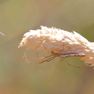 Tetragnatha sp. (genus) (Long-jawed spider) at O'Connor, ACT - 26 Dec 2022 by ConBoekel