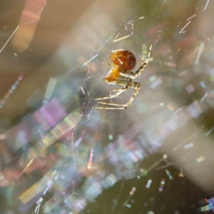 Theridion sp. (genus) at O'Connor, ACT - 26 Dec 2022