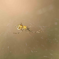 Theridion sp. (genus) at O'Connor, ACT - 26 Dec 2022