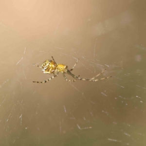 Theridion sp. (genus) at O'Connor, ACT - 26 Dec 2022