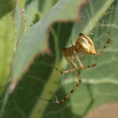 Theridion pyramidale (Tangle-web spider) at O'Connor, ACT - 25 Dec 2022 by ConBoekel