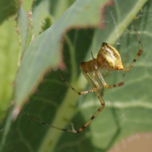 Theridion pyramidale at O'Connor, ACT - 26 Dec 2022