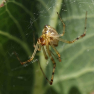 Theridion pyramidale at O'Connor, ACT - 26 Dec 2022