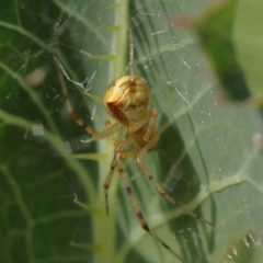 Theridion pyramidale at O'Connor, ACT - 26 Dec 2022