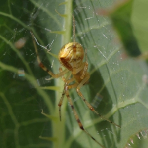 Theridion pyramidale at O'Connor, ACT - 26 Dec 2022 09:54 AM