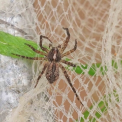 Pisauridae (family) (Water spider) at O'Connor, ACT - 29 Dec 2022 by ConBoekel