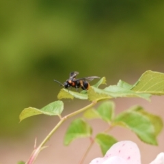 Pterygophorus cinctus (Bottlebrush sawfly) at Holt, ACT - 31 Dec 2022 by darrenw