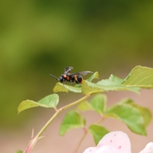 Pterygophorus cinctus at Holt, ACT - 1 Jan 2023