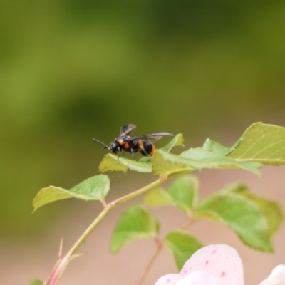 Pterygophorus cinctus (Bottlebrush sawfly) at Holt, ACT - 31 Dec 2022 by darrenw