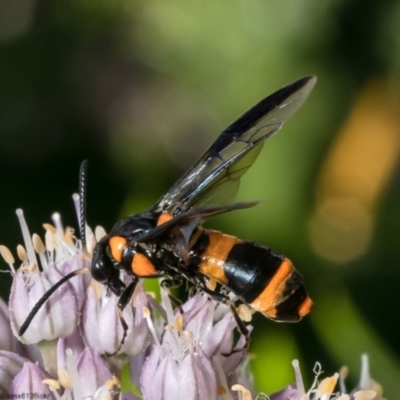 Pterygophorus cinctus (Bottlebrush sawfly) at Macgregor, ACT - 31 Dec 2022 by Roger