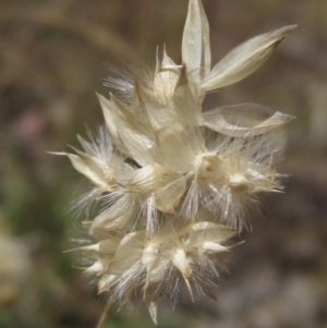 Rytidosperma carphoides at Weetangera, ACT - 20 Dec 2022