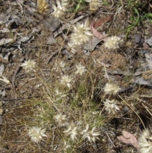 Rytidosperma carphoides at Weetangera, ACT - 20 Dec 2022