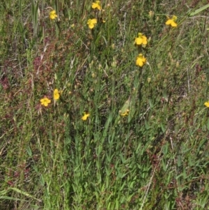 Hypericum gramineum at Hawker, ACT - 20 Dec 2022 10:32 AM