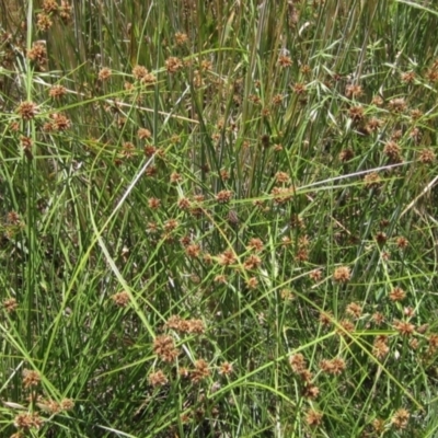 Cyperus lhotskyanus (A Sedge) at Hawker, ACT - 9 Dec 2022 by pinnaCLE