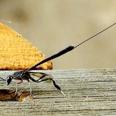 Gasteruption sp. (genus) (Gasteruptiid wasp) at Crooked Corner, NSW - 1 Jan 2023 by Milly