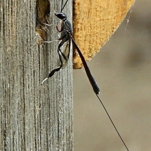 Gasteruption sp. (genus) at Crooked Corner, NSW - 1 Jan 2023 09:46 AM