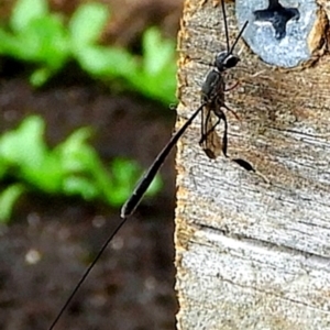 Gasteruption sp. (genus) at Crooked Corner, NSW - 1 Jan 2023 09:46 AM