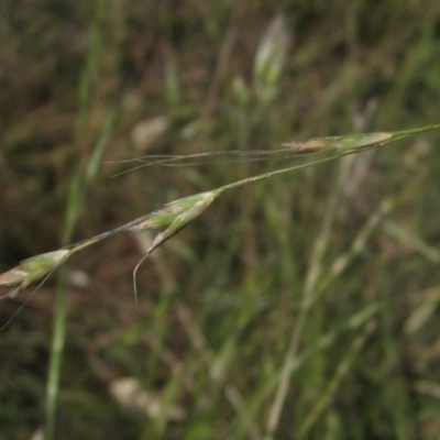 Amphibromus nervosus (Common Swamp Wallaby-grass) at The Pinnacle - 9 Dec 2022 by pinnaCLE