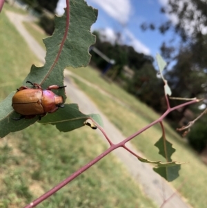 Anoplognathus montanus at Belconnen, ACT - 1 Jan 2023