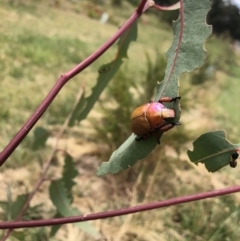 Anoplognathus montanus at Belconnen, ACT - 1 Jan 2023