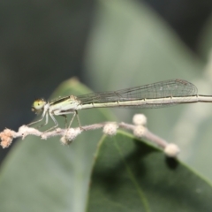 Unidentified Damselfly (Zygoptera) at Wellington Point, QLD - 25 Nov 2022 by TimL