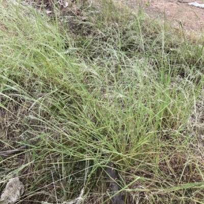 Lachnagrostis filiformis (Blown Grass) at Campbell, ACT - 1 Jan 2023 by SilkeSma