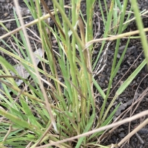 Lachnagrostis filiformis at Campbell, ACT - 1 Jan 2023