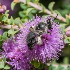 Leioproctus sp. (genus) (Plaster bee) at Macgregor, ACT - 1 Jan 2023 by Roger