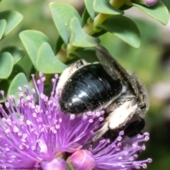 Leioproctus sp. (genus) at Macgregor, ACT - 1 Jan 2023