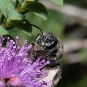 Leioproctus sp. (genus) at Macgregor, ACT - 1 Jan 2023