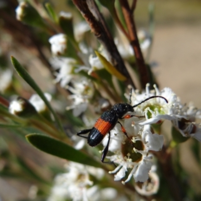 Obrida fascialis (One banded longicorn) at Denman Prospect 2 Estate Deferred Area (Block 12) - 31 Dec 2022 by Miranda