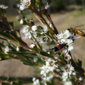 Obrida fascialis at Molonglo Valley, ACT - 31 Dec 2022