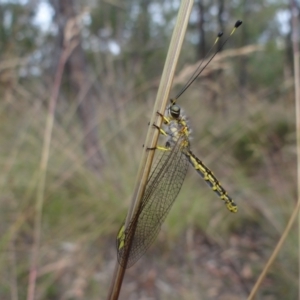 Suhpalacsa flavipes at Molonglo Valley, ACT - 31 Dec 2022