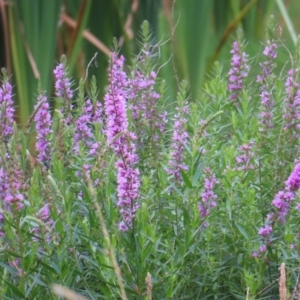 Lythrum salicaria at Fyshwick, ACT - 1 Jan 2023